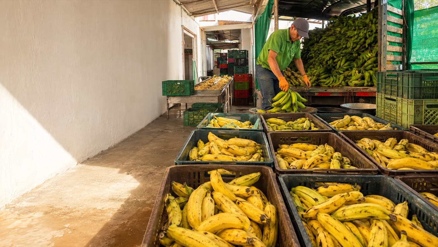 La banane plantain, sans le casse-tête.